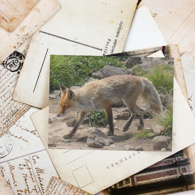 Vild Paus: Fox i morgonljuset Vykort (Skapare uppladdad)