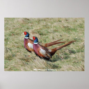 Vild Pheasant Brothers Poster