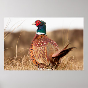Vild Pheasant Poster