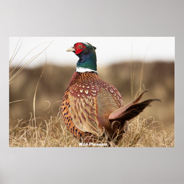 Vild Pheasant Poster (Framsidan)