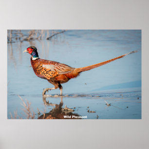 Vild Pheasant Poster