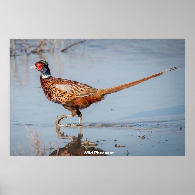 Vild Pheasant Poster (Framsidan)