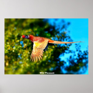 Vild Pheasant Poster
