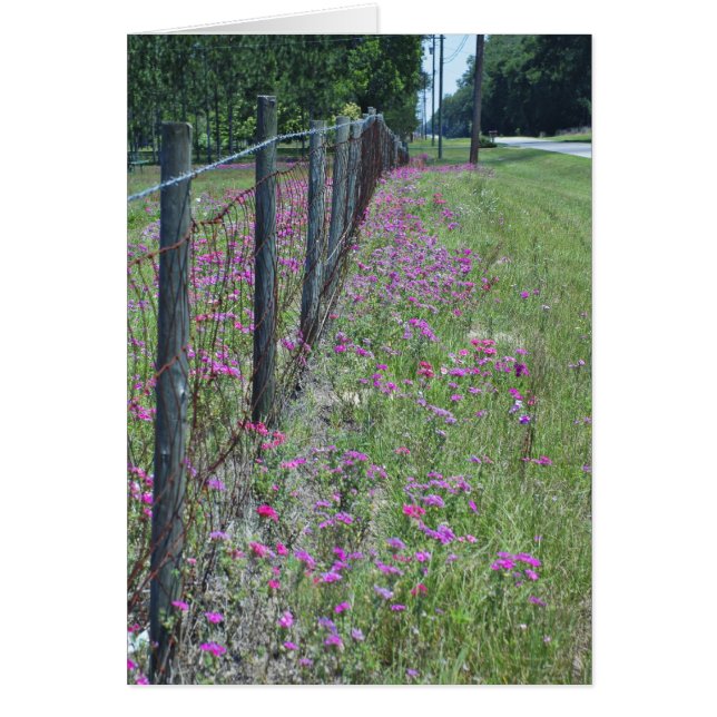 Vild Phlox-kort Hälsningskort (Framsidan)