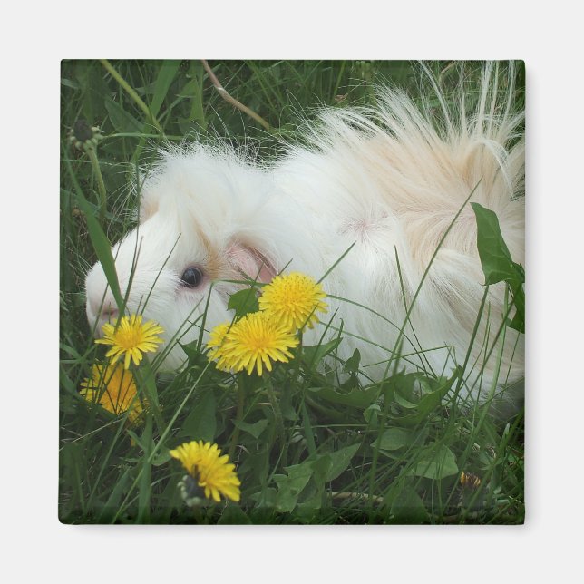 Vild piggy magnet (Framsidan)