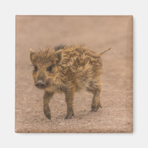 Vild Piglet Magnet