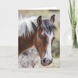 Vild Pinto Filly Kort