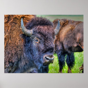 Vild Plains Buffalo Wildlife Art Poster