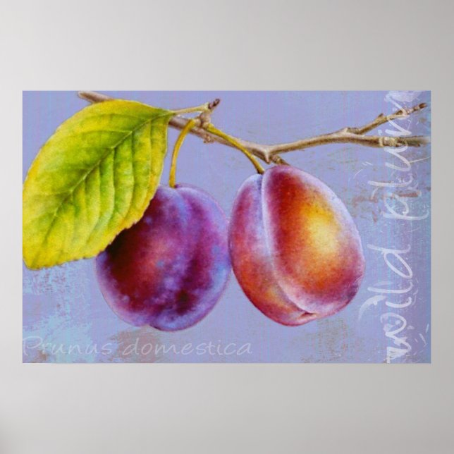 Vild plum - Prunus domestica platt poster (Framsidan)