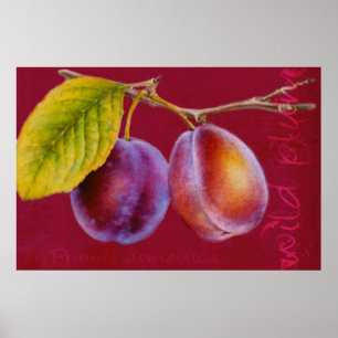 Vild plum - Prunus domestica poster (rik röd)