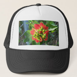 vild Poinsettia Keps