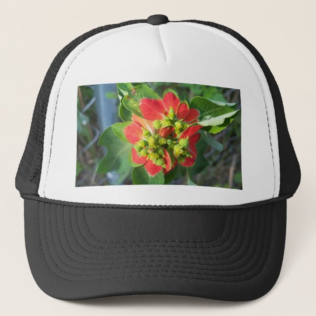 vild Poinsettia Keps (Framsida)