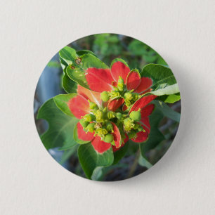 vild Poinsettia Knapp