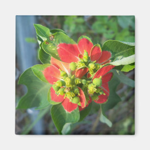 vild Poinsettia Magnet