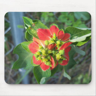vild Poinsettia Musmatta