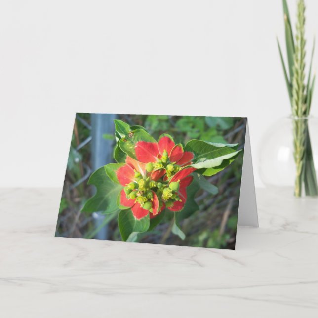 Vild Poinsettia på unikt kort (Framsida)