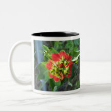 vild Poinsettia