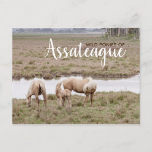 Vild Ponies Assateague - kort