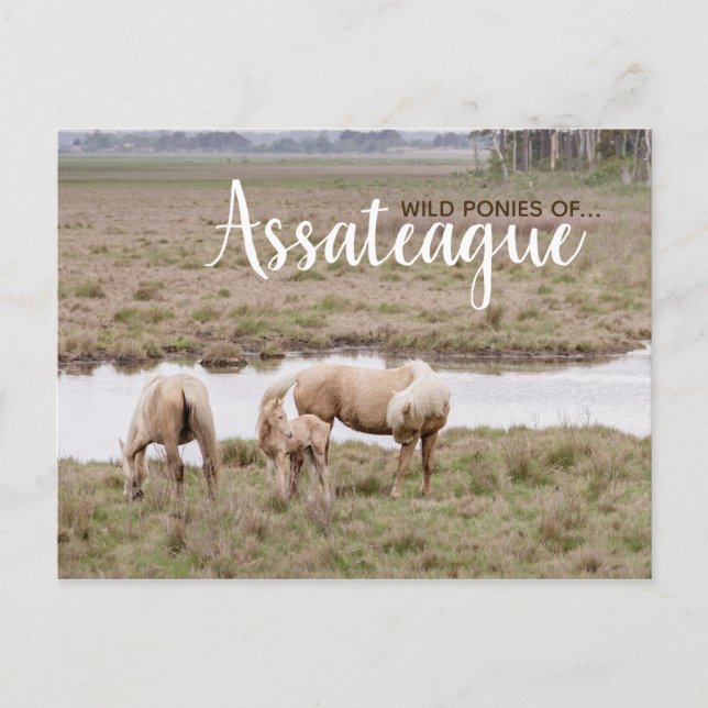 Vild Ponies Assateague - kort (Framsida)