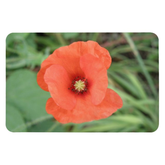 Vild Poppy Flower Premium Magnet (Horisontell)