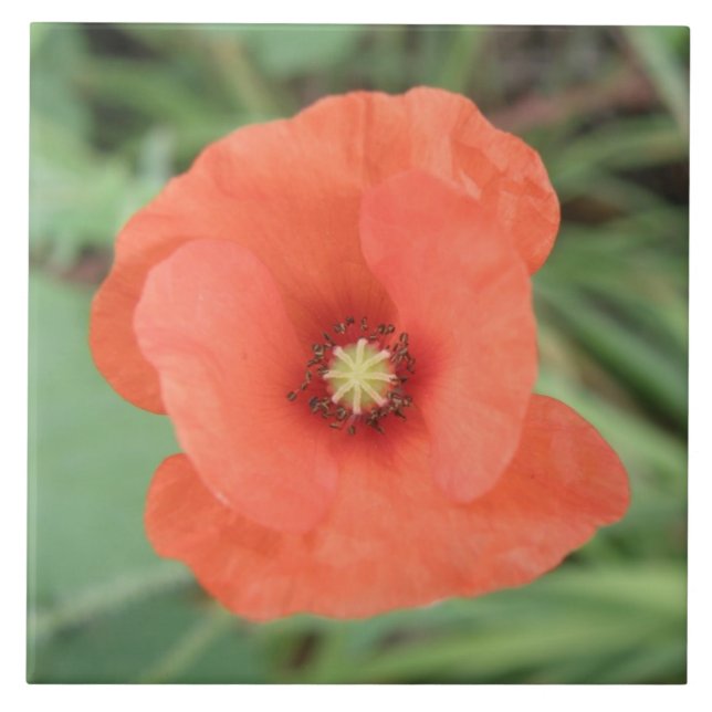 Vild Poppy Flower Tile Kakelplatta (Framsidan)