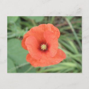Vild Poppy Flower vycard Vykort
