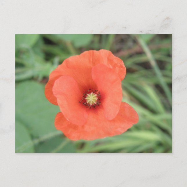 Vild Poppy Flower vycard Vykort (Framsida)