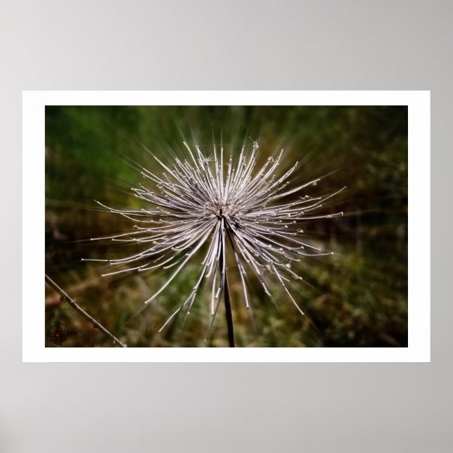 Vild Poster (Framsidan)