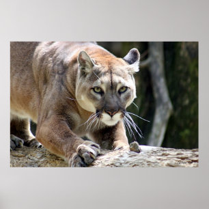 Vild Puma Poster