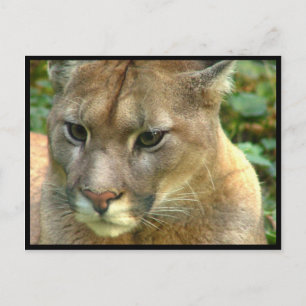 Vild Puma Vykort