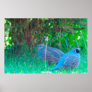 Vild Quail Poster