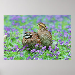 Vild Quail Poster