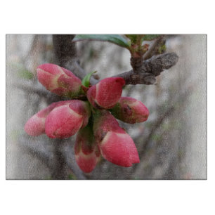 vild quince-blomning