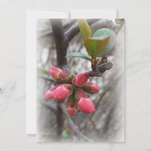 vild quince-blomning