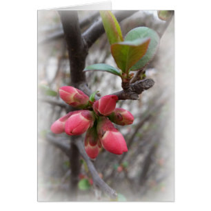 vild quince-blomning hälsningskort