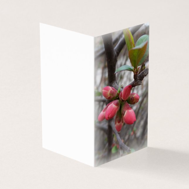 vild quince-blomning kort (Utsida)