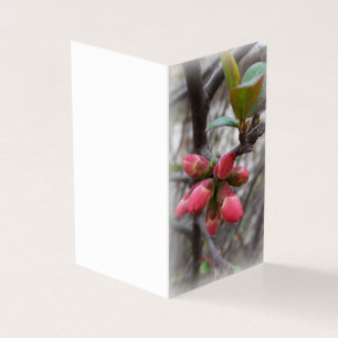 vild quince-blomning kort