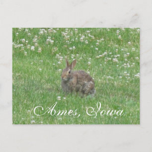Vild Rabbit Ames, Iowa Postcard Vykort
