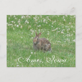 Vild Rabbit Ames, Iowa Postcard Vykort