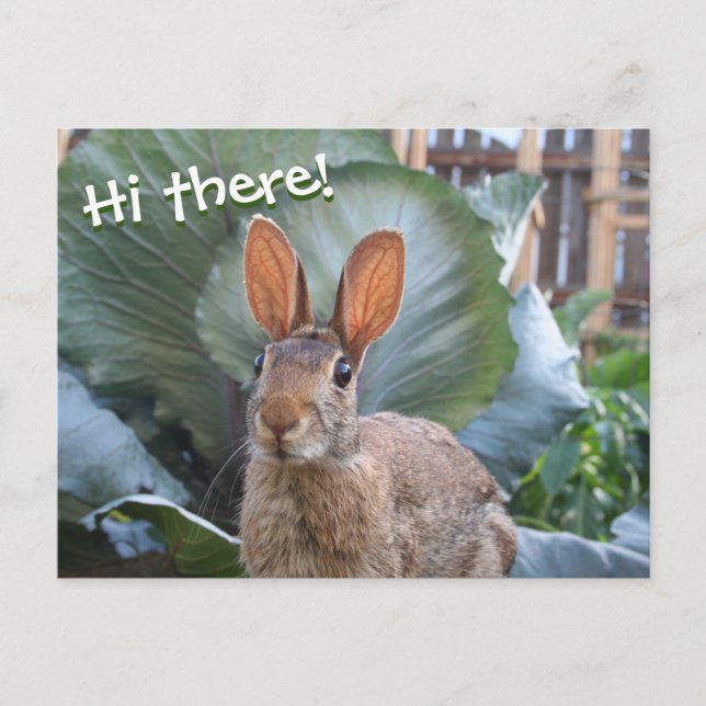 [Vild Rabbit] Cute Bunny i Garden any Tillfälle Vykort (Framsida)