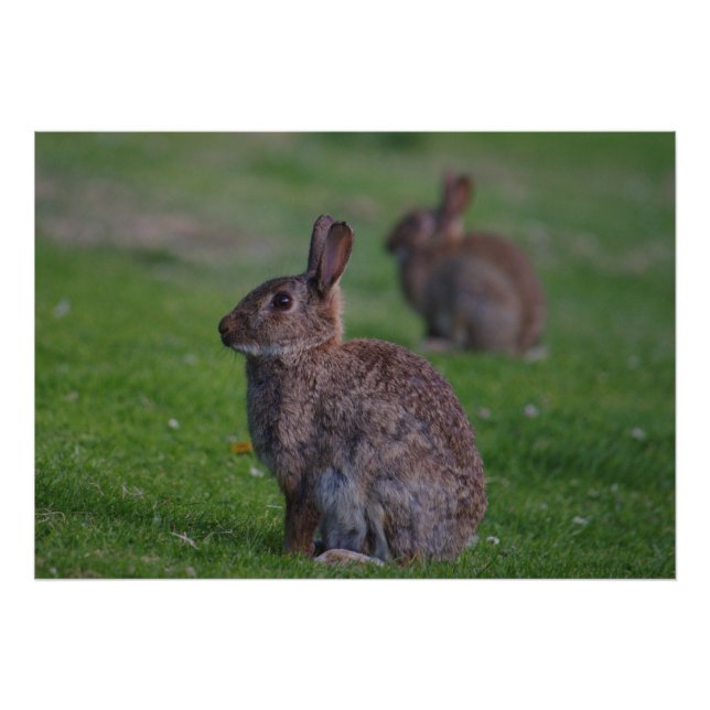 Vild Rabbit Fototryck (Framsidan)