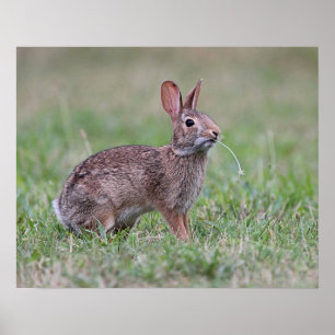 Vild Rabbit Poster