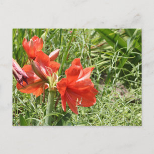 Vild Rain Lilies Vykort