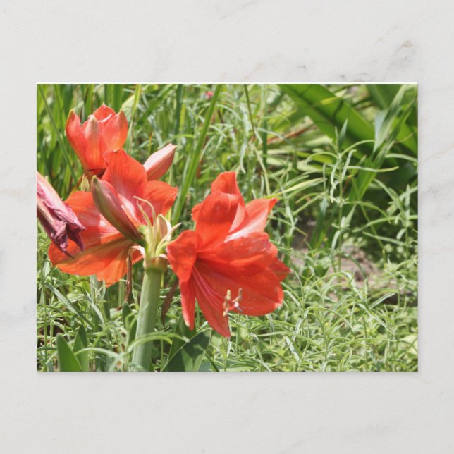 Vild Rain Lilies Vykort (Framsida)