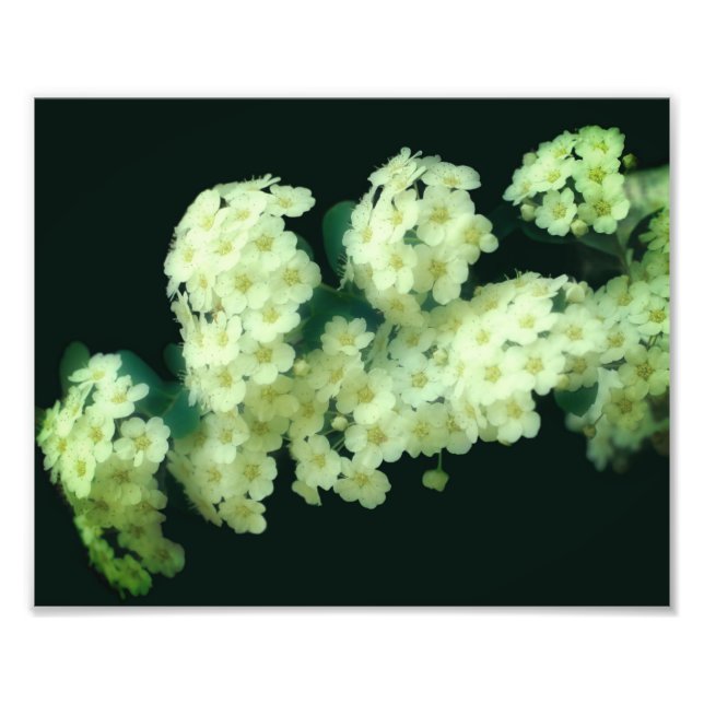 Vild Rambling Vit ros 8x10 Fototryck (Framsidan)