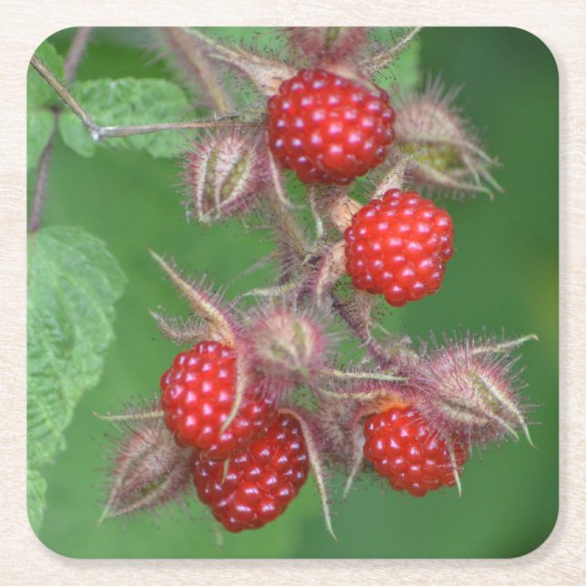 Vild Raspberry Party Underlägg Papper Kvadrat (Framsidan)