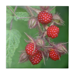 Vild Raspberry Tile Kakelplatta