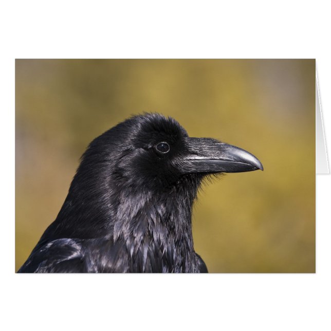 Vild Raven - kort (Framsidan Horizontal)