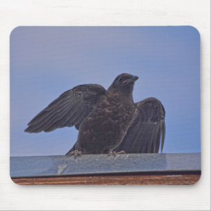 Vild Raven och Tak Wildlife Photo Gift Musmatta