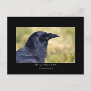 Vild Raven Photo Porträtt Vykort